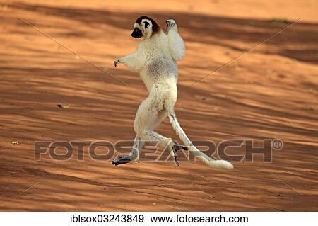 Stock Photo - "Verreaux's Sifaka (Propithecus verreauxi), jumping, Berenty Reservat, Madagascar, Africa". Fotosearch