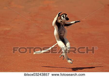 "Verreaux's Sifaka (Propithecus verreauxi), jumping, Berenty Reservat, Madagascar, Africa" View Large Photo Image Stock Photo - "Verreaux's Sifaka (Propithecus verreauxi), jumping, Berenty Reservat, Madagascar, Africa". Fotosearch