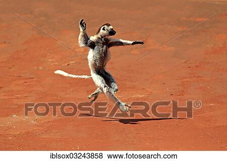 "Verreaux's Sifaka (Propithecus verreauxi), jumping, Berenty Reservat, Madagascar, Africa" View Large Photo Image Stock Photo - "Verreaux's Sifaka (Propithecus verreauxi), jumping, Berenty Reservat, Madagascar, Africa". Fotosearch