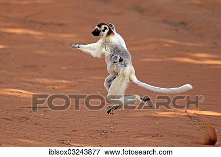 Stock Photo - "Verreaux's Sifaka (Propithecus verreauxi), female with an infant, jumping, Berenty Reservat, Madagascar, Africa". Fotosearch