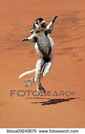 Stock Photo - "Verreaux's Sifaka (Propithecus verreauxi), female with an infant, jumping, Berenty Reservat, Madagascar, Africa". Fotosearch