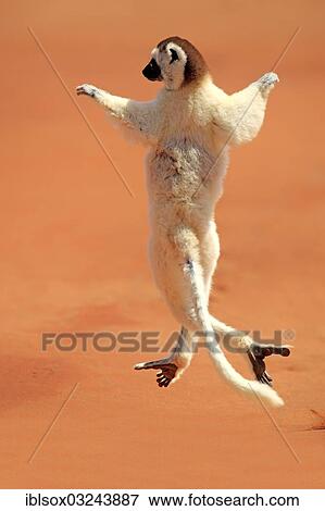 Stock Photo - "Verreaux's Sifaka (Propithecus verreauxi), jumping, Berenty Reservat, Madagascar, Africa". Fotosearch