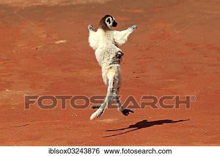 "Verreaux's Sifaka (Propithecus verreauxi), female with an infant, jumping, Berenty Reservat, Madagascar, Africa" View Large Photo Image Stock Photograph - "Verreaux's Sifaka (Propithecus verreauxi), female with an infant, jumping, Berenty Reservat, Madagascar, Africa". Fotosearch