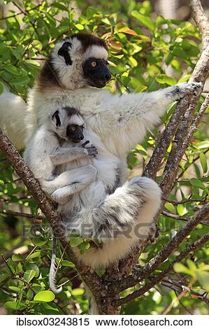 Stock Photography - "Verreaux's Sifaka (Propithecus verreauxi), female with an infant on a tree, Berenty Reservat, Madagascar, Africa". Fotosearch
