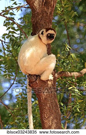 Stock Photography - "Verreaux's Sifaka (Propithecus verreauxi) on a tree, Berenty Reservat, Madagascar, Africa". Fotosearch