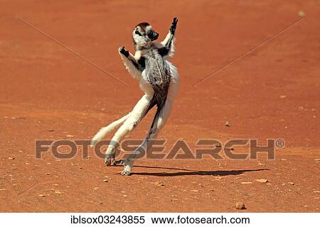 Stock Photography - "Verreaux's Sifaka (Propithecus verreauxi), jumping, Berenty Reservat, Madagascar, Africa". Fotosearch