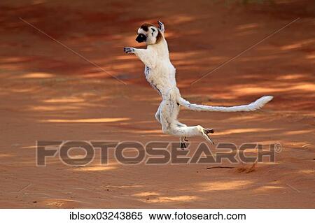 Stock Photography - "Verreaux's Sifaka (Propithecus verreauxi), jumping, Berenty Reservat, Madagascar, Africa". Fotosearch