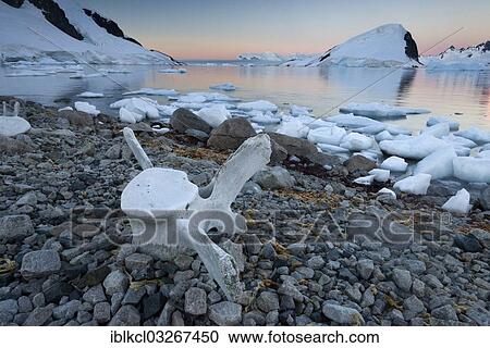 "Vertebrae of a large whale on the stony shore, Ronge Island, Errera Channel, Arctowski Peninsula, Antarctic Peninsula, Antarctica" View Large Photo Image Stock Image - "Vertebrae of a large whale on the stony shore, Ronge Island, Errera Channel, Arctowski Peninsula, Antarctic Peninsula, Antarctica". Fotosearch