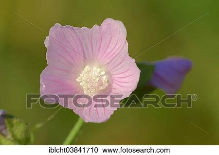 Stock Image - "Vervain Mallow (Malva alcea), flower, North Rhine-Westphalia, Germany, Europe". Fotosearch