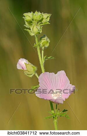 "Vervain Mallow (Malva alcea), flower, North Rhine-Westphalia, Germany, Europe" View Large Photo Image Stock Image - "Vervain Mallow (Malva alcea), flower, North Rhine-Westphalia, Germany, Europe". Fotosearch