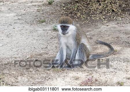 "Vervet Monkey (Cercopithecus aethiops), Awasa, Ethiopia, Africa" View Large Photo Image Stock Image - "Vervet Monkey (Cercopithecus aethiops), Awasa, Ethiopia, Africa". Fotosearch