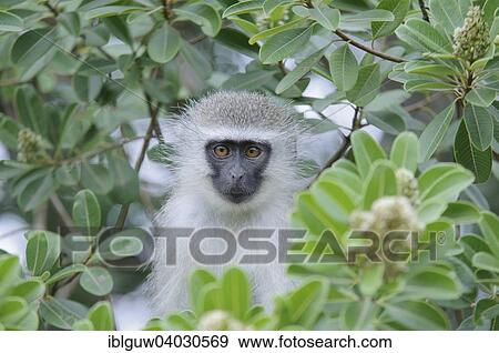 "Vervet Monkey (Cercopithecus pygerythrus) looking out of a tree, Greater St. Lucia Wetland Park, South Africa, Africa" View Large Photo Image Stock Photo - "Vervet Monkey (Cercopithecus pygerythrus) looking out of a tree, Greater St. Lucia Wetland Park, South Africa, Africa". Fotosearch