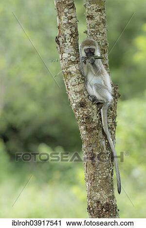 "Vervet Monkey (Chlorocebus) feeding, Lake Mburo National Park, Uganda, Africa" View Large Photo Image Stock Image - "Vervet Monkey (Chlorocebus) feeding, Lake Mburo National Park, Uganda, Africa". Fotosearch