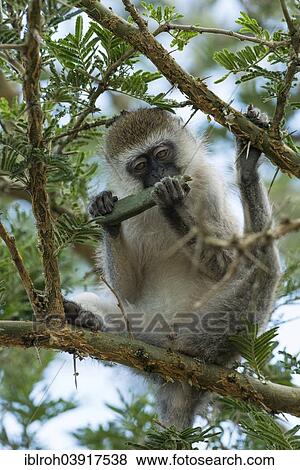 Stock Photo - "Vervet Monkey (Chlorocebus) feeding, Lake Mburo National Park, Uganda, Africa". Fotosearch