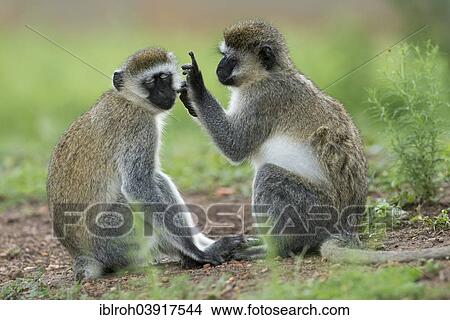 Picture - "Vervet monkey (Chlorocebus) grooming, Lake Mburo National Park, Uganda, Africa". Fotosearch