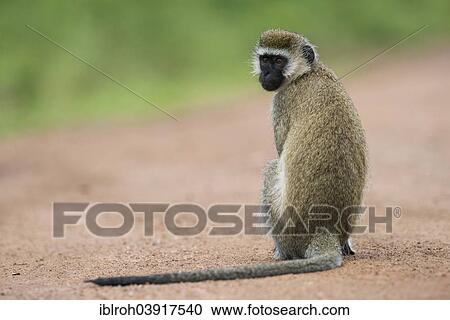 "Vervet Monkey (Chlorocebus), Lake Mburo National Park, Uganda, Africa" View Large Photo Image Stock Image - "Vervet Monkey (Chlorocebus), Lake Mburo National Park, Uganda, Africa". Fotosearch