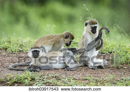 Stock Image - "Vervet monkey (Chlorocebus), mutual grooming, Lake Mburo National Park, Uganda, Africa". Fotosearch
