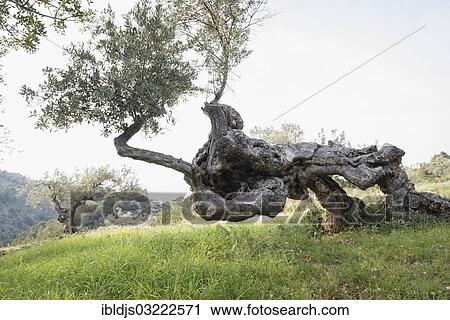 "Very old olive trees (Olea europaea), Deia, Majorca, Balearic Islands, Spain, Europe" View Large Photo Image Stock Image - "Very old olive trees (Olea europaea), Deia, Majorca, Balearic Islands, Spain, Europe". Fotosearch