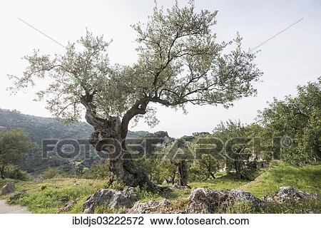 "Very old olive trees (Olea europaea), Deia, Majorca, Balearic Islands, Spain, Europe" View Large Photo Image Stock Image - "Very old olive trees (Olea europaea), Deia, Majorca, Balearic Islands, Spain, Europe". Fotosearch