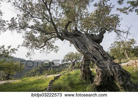 "Very old olive trees (Olea europaea), Deia, Majorca, Balearic Islands, Spain, Europe" View Large Photo Image Stock Image - "Very old olive trees (Olea europaea), Deia, Majorca, Balearic Islands, Spain, Europe". Fotosearch