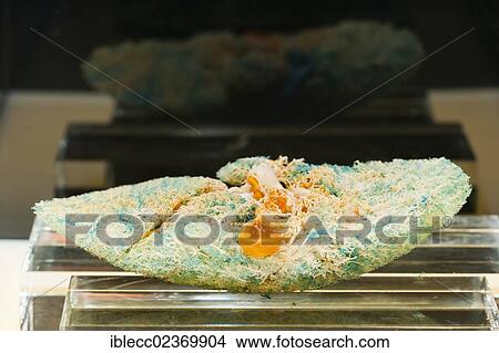 Picture - "Vessels of liver, showing arteries, in red, and gallbladder, in orange". Fotosearch