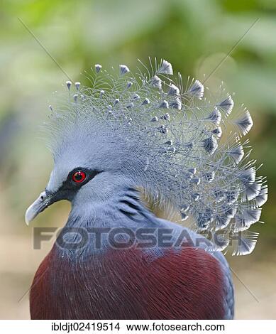 Picture - Victoria Crowned Pigeon (Goura victoria), captive, New Guinea. Fotosearch