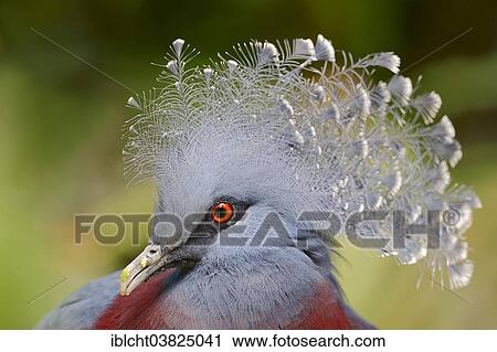 "Victoria Crowned Pigeon (Goura victoria), portrait, native to New Guinea, captive, Germany, Europe" View Large Photo Image Stock Image - "Victoria Crowned Pigeon (Goura victoria), portrait, native to New Guinea, captive, Germany, Europe". Fotosearch