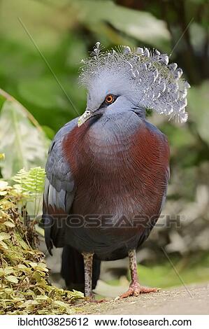 "Victoria Crowned Pigeon (Goura victoria), native to New Guinea, captive, Germany, Europe" View Large Photo Image Stock Image - "Victoria Crowned Pigeon (Goura victoria), native to New Guinea, captive, Germany, Europe". Fotosearch