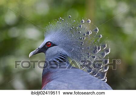 Victoria Crowned Pigeon (Goura victoria), captive, New Guinea View Large Photo Image Stock Image - Victoria Crowned Pigeon (Goura victoria), captive, New Guinea. Fotosearch