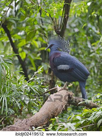 Victoria Crowned Pigeon (Goura victoria), captive, New Guinea View Large Photo Image Stock Image - Victoria Crowned Pigeon (Goura victoria), captive, New Guinea. Fotosearch
