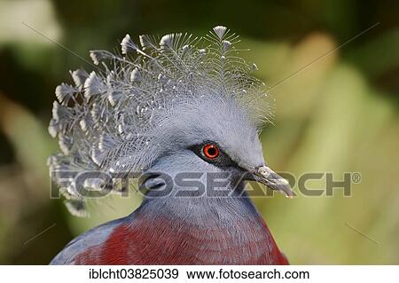 "Victoria Crowned Pigeon (Goura victoria), portrait, native to New Guinea, captive, Germany, Europe" View Large Photo Image Stock Photo - "Victoria Crowned Pigeon (Goura victoria), portrait, native to New Guinea, captive, Germany, Europe". Fotosearch