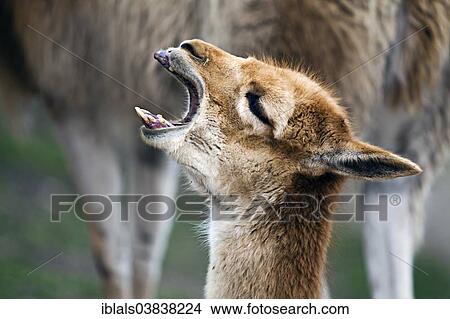 "Vicuna (Vicugna vicugna), Tiergarten Schonbrunn Zoo, Vienna, Vienna State, Austria, Europe" View Large Photo Image Picture - "Vicuna (Vicugna vicugna), Tiergarten Schonbrunn Zoo, Vienna, Vienna State, Austria, Europe". Fotosearch