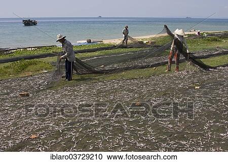 "Vietnamese men and women sorting freshly caught fish, Phu Quốc, Vietnam, Asia" View Large Photo Image Stock Image - "Vietnamese men and women sorting freshly caught fish, Phu Quốc, Vietnam, Asia". Fotosearch