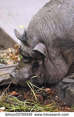 "Vietnamese Pot-bellied Pig, Bavaria, Germany, Europe" View Large Photo Image Stock Photo - "Vietnamese Pot-bellied Pig, Bavaria, Germany, Europe". Fotosearch