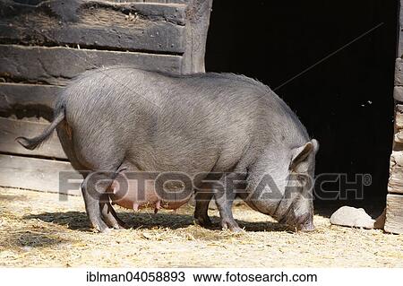 "Vietnamese potbelly pig, Steppentierpark Pamhagen zoo, Seewinkel, Northern Burgenland, Burgenland, Austria, Europe" View Large Photo Image Stock Image - "Vietnamese potbelly pig, Steppentierpark Pamhagen zoo, Seewinkel, Northern Burgenland, Burgenland, Austria, Europe". Fotosearch