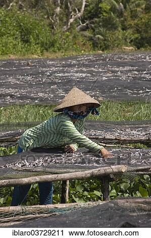 "Vietnamese woman sorting freshly caught fish, Phu Quốc, Vietnam, Asia" View Large Photo Image Stock Image - "Vietnamese woman sorting freshly caught fish, Phu Quốc, Vietnam, Asia". Fotosearch