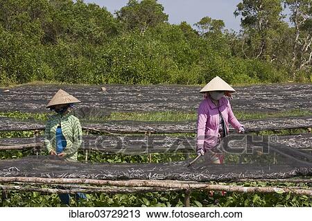 "Vietnamese women sorting freshly caught fish, Phu Quốc, Vietnam, Asia" View Large Photo Image Stock Image - "Vietnamese women sorting freshly caught fish, Phu Quốc, Vietnam, Asia". Fotosearch