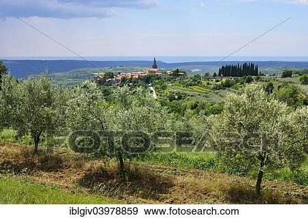"View from an olive grove on the village and the sea, Groznjan, Istria, Croatia, Europe" View Large Photo Image Stock Photo - "View from an olive grove on the village and the sea, Groznjan, Istria, Croatia, Europe". Fotosearch