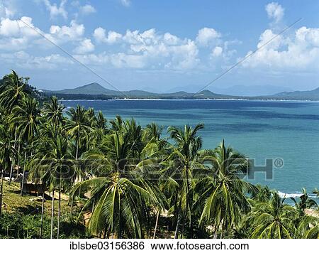 "View from Bevery Hills View Point, palm trees, Coral Cove Beach, Chaweng Beach at beach, Gulf of Thailand, Ko Samui, Southern Thailand, Thailand, Asia" View Large Photo Image Stock Photograph - "View from Bevery Hills View Point, palm trees, Coral Cove Beach, Chaweng Beach at beach, Gulf of Thailand, Ko Samui, Southern Thailand, Thailand, Asia". Fotosearch