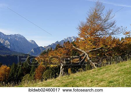 "View from Elmauer Alm alp, near Mittenwald, Werdenfelser Land region, Upper Bavaria, Bavaria, Germany, Europe" View Large Photo Image Stock Photo - "View from Elmauer Alm alp, near Mittenwald, Werdenfelser Land region, Upper Bavaria, Bavaria, Germany, Europe". Fotosearch