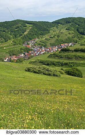 "View from Mt Badberg of the village of Schelingen, Vogtsburg, Kaiserstuhl mountain range, Baden-Wurttemberg, Germany, Europe" View Large Photo Image Stock Image - "View from Mt Badberg of the village of Schelingen, Vogtsburg, Kaiserstuhl mountain range, Baden-Wurttemberg, Germany, Europe". Fotosearch