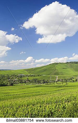 "View from Rotenberg over the vineyards towards Kappelberg, near Stuttgart, Baden-Wurttemberg, Germany, Europe" View Large Photo Image Picture - "View from Rotenberg over the vineyards towards Kappelberg, near Stuttgart, Baden-Wurttemberg, Germany, Europe". Fotosearch