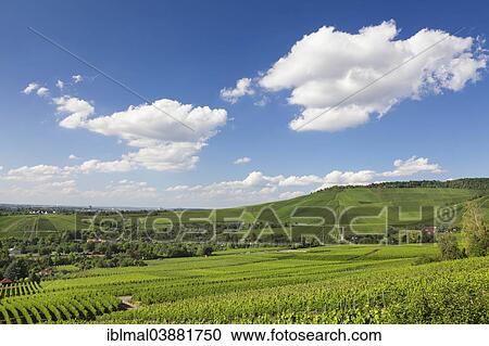 "View from Rotenberg over the vineyards towards Kappelberg, near Stuttgart, Baden-Wurttemberg, Germany, Europe" View Large Photo Image Stock Image - "View from Rotenberg over the vineyards towards Kappelberg, near Stuttgart, Baden-Wurttemberg, Germany, Europe". Fotosearch
