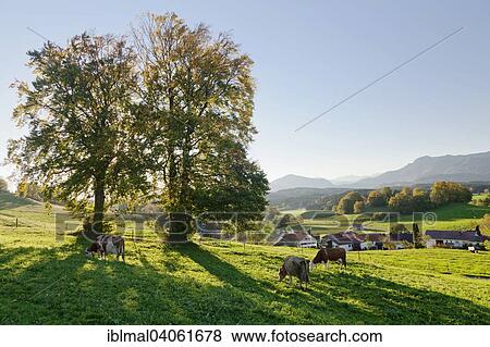 "View from the Aidlinger Hohe towards Aidling on lake Riegsee, Upper Bavaria, Bavaria, Germany, Europe" View Large Photo Image Stock Photo - "View from the Aidlinger Hohe towards Aidling on lake Riegsee, Upper Bavaria, Bavaria, Germany, Europe". Fotosearch