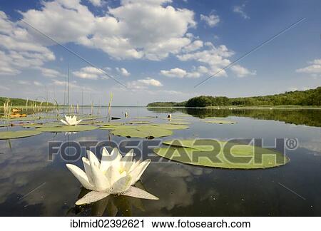 "View from the Damerower Werder on the Schwenzin bay in Lake Koelpinsee with water lily (Nymphaea alba) in the foreground, Mecklenburg Lake District, Nossentiner/Schwinzer Heath Nature Park, Mecklenburg-Western Pomerania, Germany, Europe" View Large Photo Image Stock Image - "View from the Damerower Werder on the Schwenzin bay in Lake Koelpinsee with water lily (Nymphaea alba) in the foreground, Mecklenburg Lake District, Nossentiner/Schwinzer Heath Nature Park, Mecklenburg-Western Pomerania, Germany, Europe". Fotosearch
