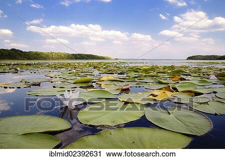 Stock Image - "View from the Damerower Werder on the Schwenzin bay in Lake Koelpinsee with water lily (Nymphaea alba) in the foreground, Mecklenburg Lake District, Nossentiner/Schwinzer Heath Nature Park, Mecklenburg-Western Pomerania, Germany, Europe". Fotosearch