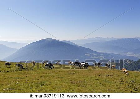 "View from the Lammersdorfer Berg mountain over Mirnock, Millstatter Alpe massif, Central Eastern Alps, Millstatt am See, Spittal an der Drau, Carinthia, Austria, Europe" View Large Photo Image Stock Image - "View from the Lammersdorfer Berg mountain over Mirnock, Millstatter Alpe massif, Central Eastern Alps, Millstatt am See, Spittal an der Drau, Carinthia, Austria, Europe". Fotosearch