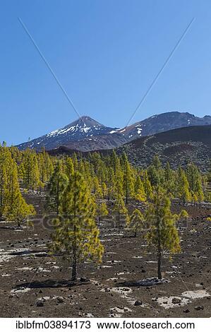 "View from the Mirador del Samara, onto Pico del Teide volcano, 3718 m, Pico del Viejo volcano, 3134 m, and Volcano de la Botija, 2122 m, Teide National Park, UNESCO World Heritage Site, Tenerife, Canary Islands, Spain, Europe" View Large Photo Image Stock Image - "View from the Mirador del Samara, onto Pico del Teide volcano, 3718 m, Pico del Viejo volcano, 3134 m, and Volcano de la Botija, 2122 m, Teide National Park, UNESCO World Heritage Site, Tenerife, Canary Islands, Spain, Europe". Fotosearch
