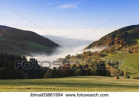 Picture - "View from Wiedener Eck over the Rhine plain during fog, Black Forest, Baden-Wurttemberg, Germany, Europe". Fotosearch