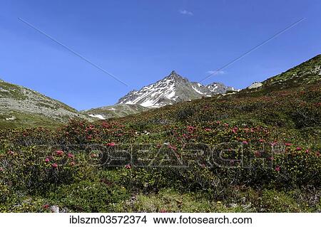 "View into Dischma Valley with Alpine Roses, Davos, Graubunden, Switzerland, Europe" View Large Photo Image Picture - "View into Dischma Valley with Alpine Roses, Davos, Graubunden, Switzerland, Europe". Fotosearch